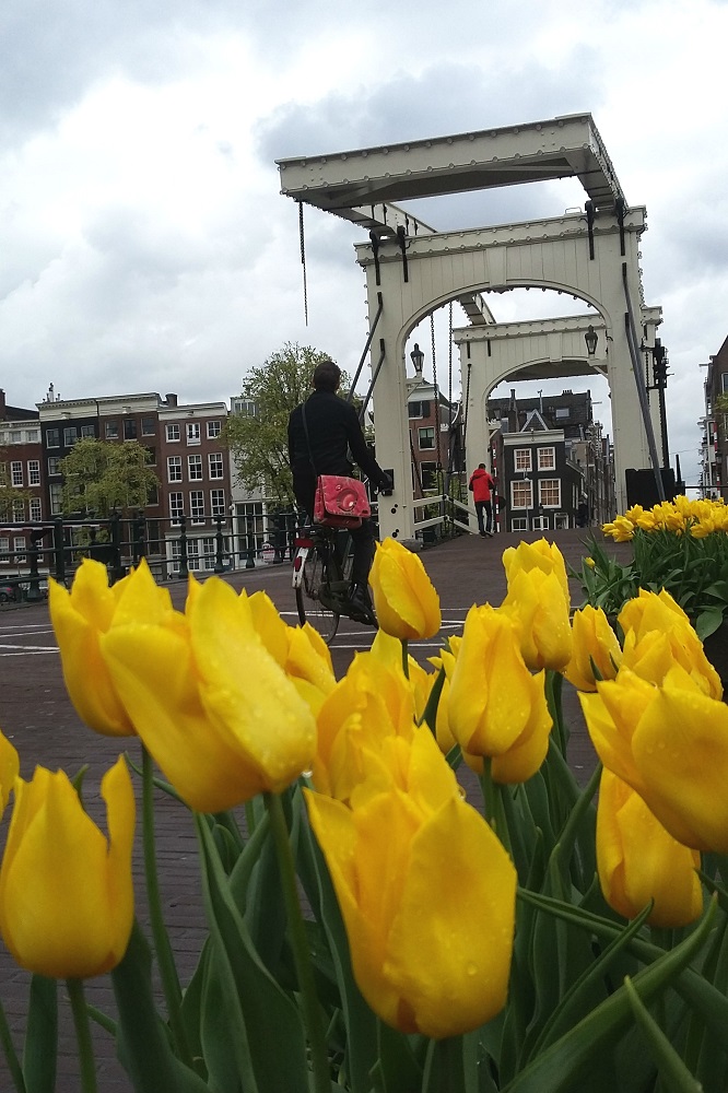 De Magere Brug met tulpen te Amsterdam